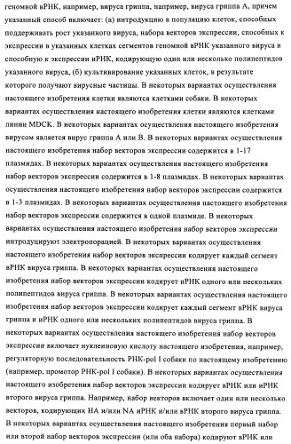 Способы и композиции для экспрессии антисмысловой вирусной рнк в клетках собаки (патент 2457250)