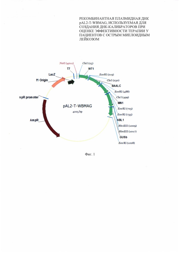Рекомбинантная плазмидная днк pal2-t-wbmag, используемая для создания днк-калибраторов при оценке эффективности терапии у пациентов с острым миелоидным лейкозом (патент 2642315)