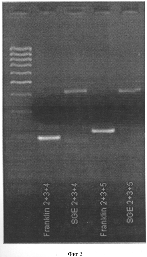Молекулярный маркер fr_er1 и его использование для селекции новых сортов гороха, устойчивых к мучнистой росе (патент 2593691)