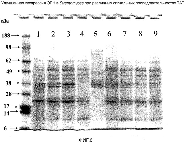 Сигнальные пептиды тат для продукции белков в прокариотах (патент 2487937)