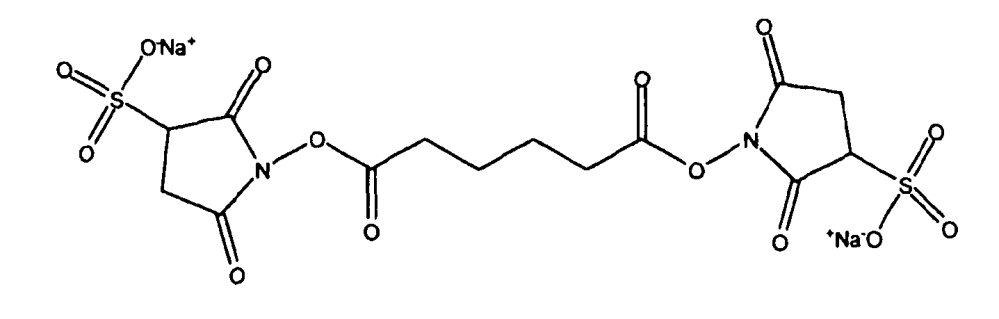 Конъюгация капсульных полисахаридов staphylococcus aureus типа 5 и типа 8 (патент 2603267)