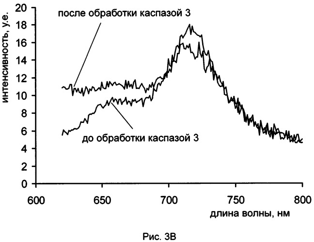 Нуклеиновая кислота, кодирующая основанный на fret дальне-красный биосенсор для измерения активности каспазы 3 внутри клеток (патент 2535981)