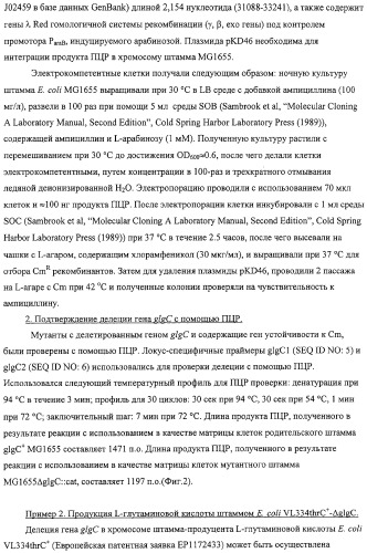 Способ получения l-аминокислот с использованием бактерии, принадлежащей к роду escherichia, в которой разрушен путь биосинтеза гликогена (патент 2315809)