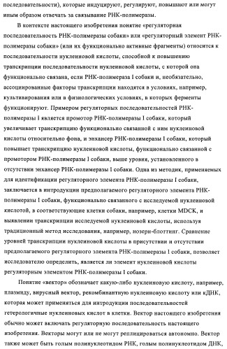 Способы и композиции для экспрессии антисмысловой вирусной рнк в клетках собаки (патент 2457250)