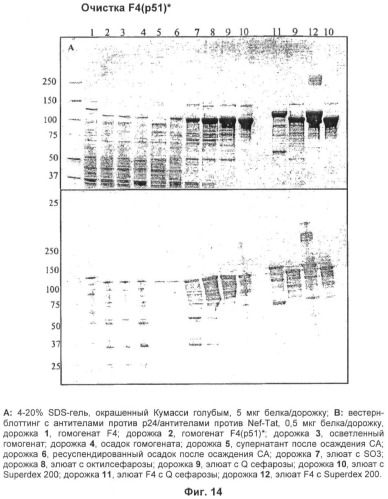 Вакцина для предупреждения и лечения вич-инфекции (патент 2441878)