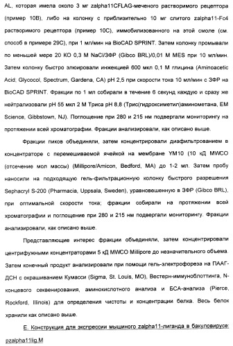 Выделенный полипептид, связывающий рецептор zalpha11-лиганда (варианты), кодирующий его полинуклеотид (варианты), вектор экспрессии (варианты) и клетка-хозяин (варианты) (патент 2346951)