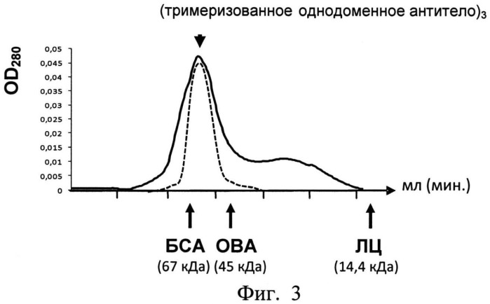 Тримеризованное однодоменное антитело, специфически связывающееся с гликопротеином g вируса бешенства, нейтрализующее вирус бешенства (патент 2533802)