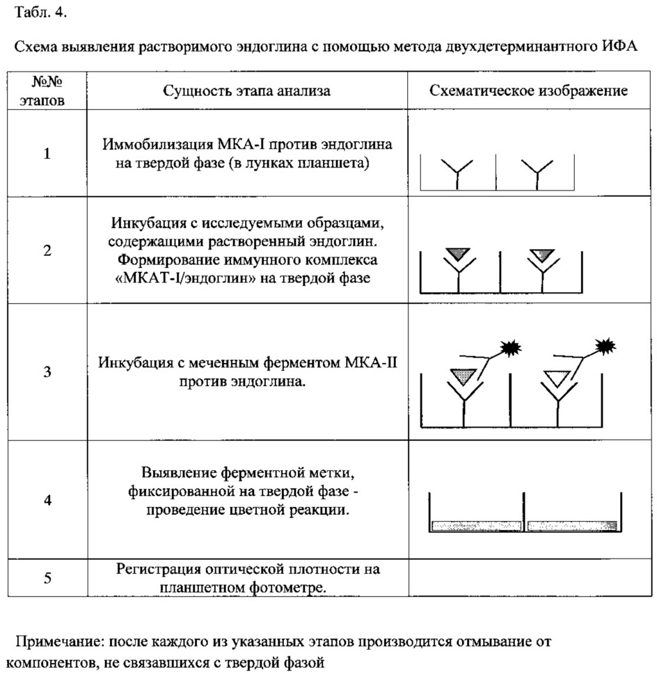 Штамм гибридных культивируемых клеток животных mus musculus l. - en-4c9 - продуцент моноклональных антител против эндоглина (cd105) человека (патент 2607029)