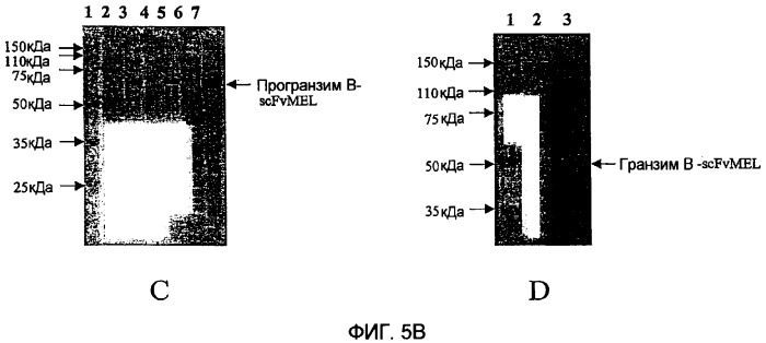 Терапевтические агенты, содержащие проапоптозные белки (патент 2319709)