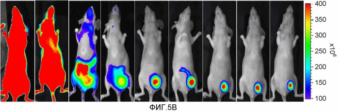 Конъюгаты rgd-(бактерио)хлорофилл для фотодинамической терапии и визуализации некротических опухолей (патент 2518296)