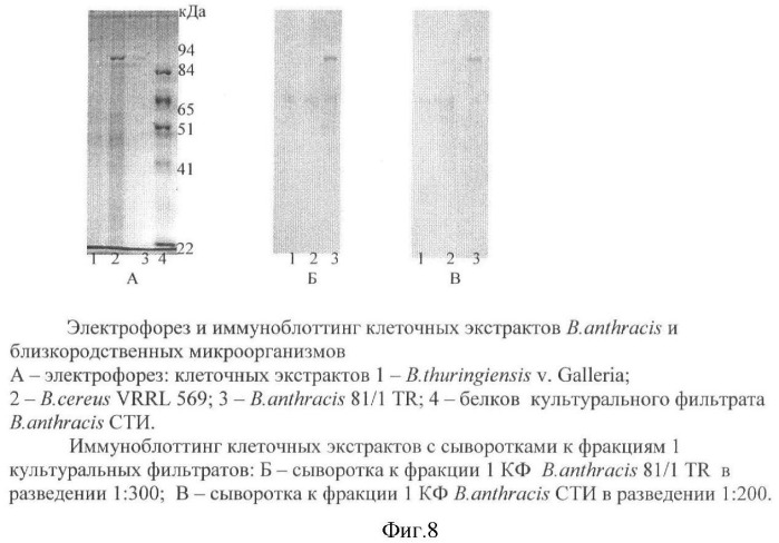 Способ идентификации bacillus anthracis с дифференциацией штаммов по продукции капсулы, протективного антигена и антигенов s-слоя (патент 2376385)