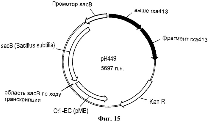 Рекомбинантные микроорганизмы, продуцирующие метионин (патент 2447146)