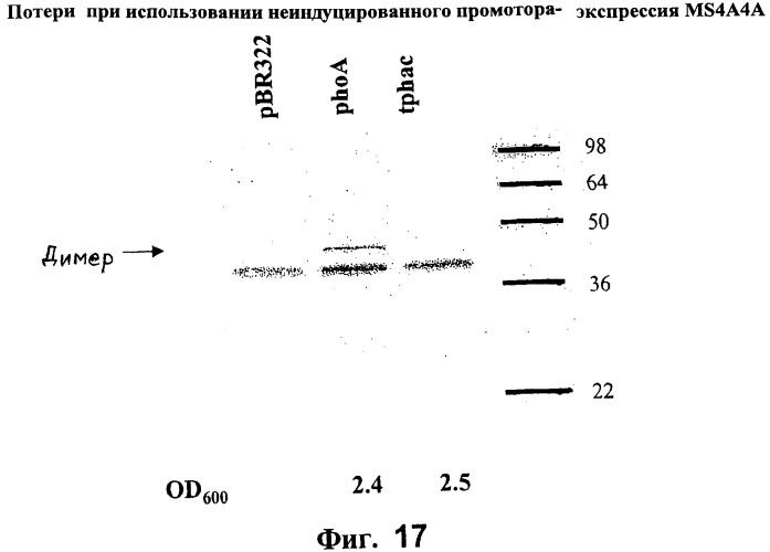 Способы получения растворимых многопроходных трансмембранных белков (патент 2441071)