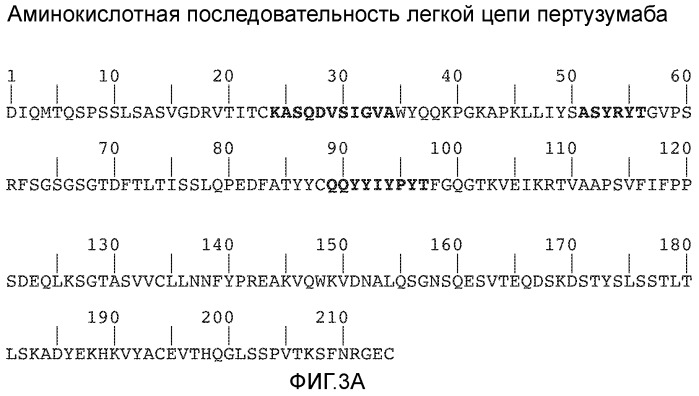 Композиция, содержащая антитело, которое связывается с доменом ii her2, и его кислые варианты (патент 2543664)