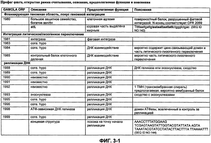 Полинуклеотиды и полипептиды фага φ-mru, и их применение (патент 2520738)