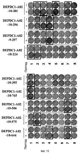 Пептидные вакцины против рака с экспрессией полипептидов mphosph1 или depdc1 (патент 2469044)