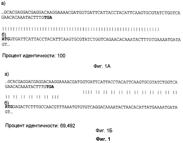 Векторы для множественной генной экспрессии (патент 2462513)