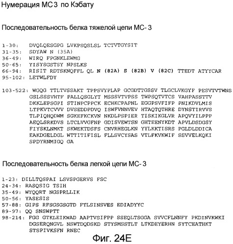 Не мышиное анти-m-csf-антитело (варианты), его получение и использование (патент 2401277)