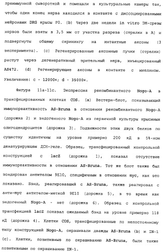 Поликлональное антитело против nogo, фармацевтическая композиция и применение антитела для изготовления лекарственного средства (патент 2432364)