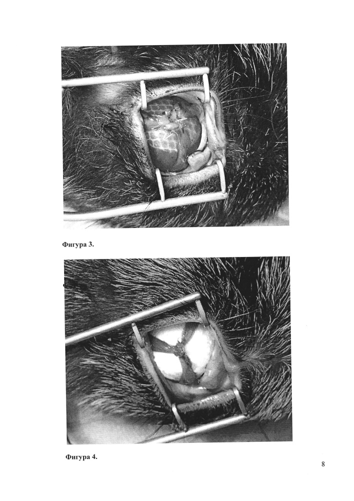 Способ формирования опорно-двигательной культи после энуклеации у кролика (патент 2662422)