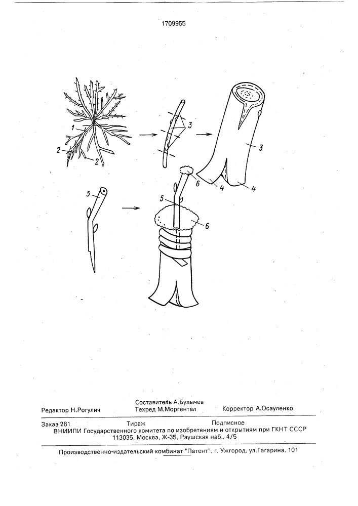 Способ получения привитых саженцев (патент 1709955)