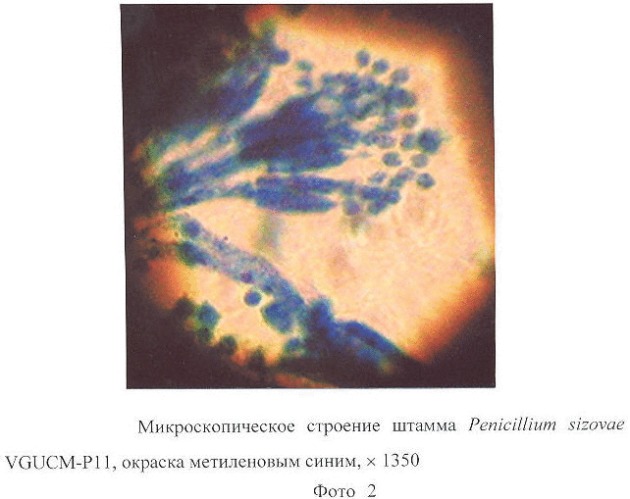 Штамм penicillium sizovae - деструктор лигнина древесины (патент 2355753)