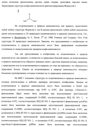 Система экспрессии компонентов ортогональной трансляции в эубактериальной клетке-хозяине (патент 2467069)