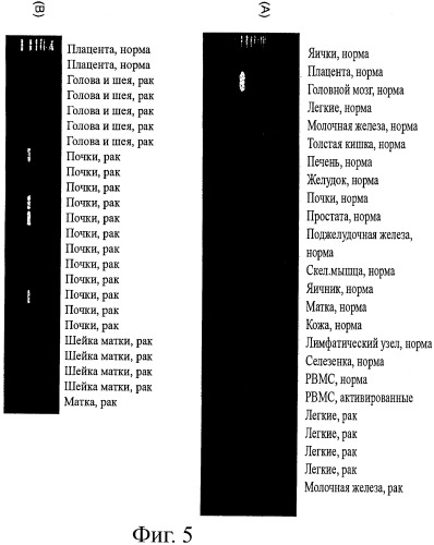 Идентификация опухолевых антигенов для диагностики и терапии (патент 2485974)