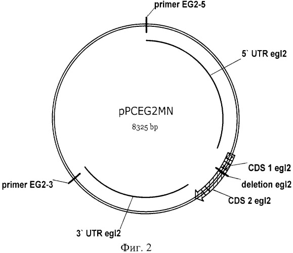 Штамм гриба penicillium canescens - продуцент секретируемой эндо-(1-4)-бета-ксиланазы (патент 2293115)