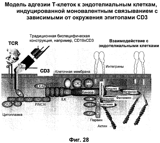 Cd3-эпсилон-связывающий домен с межвидовой специфичностью (патент 2561457)