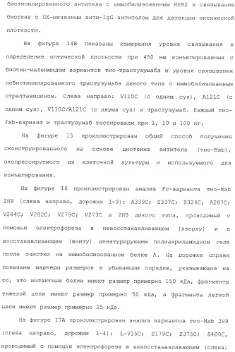 Антитела, сконструированные на основе цистеинов, и их конъюгаты (патент 2412947)