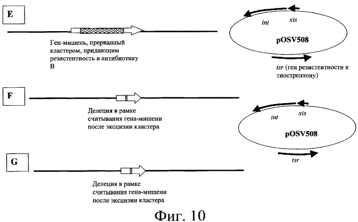 Полинуклеотид, кодирующий ацилтрансферазу, отвечающую за модификацию платенолида в положении 3 (варианты), полипептид, представляющий собой ацилтрансферазу, отвечающую за модификацию платенолида в положении 3 (варианты), бактериальный экспрессионный вектор (варианты), бактериальная экспрессионная система, бактериальная клетка-хозяин, способ продуцирования полипептида, штамм streptomyces ambofaciens, применение полинуклеотида (варианты), клетка бактерии streptomyces ambofaciens, клетка-хозяин streptomyces ambofaciens и способ получения полипептида (патент 2377304)