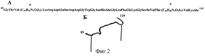 Способ стабилизации петлеобразной структуры синтетических пептидов с помощью n- и c-концевых модификаций (патент 2304146)