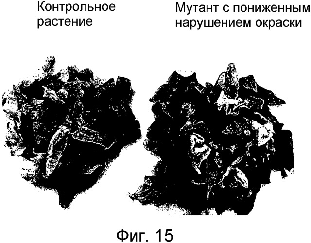 Способ скрининга для отбора растений, обнаруживающих пониженное нарушение окраски поверхности, вызываемое повреждением (патент 2426300)