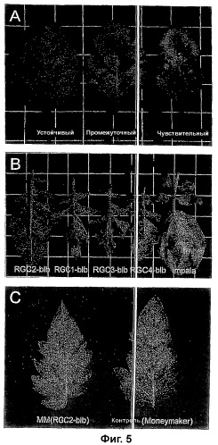 Ген, придающий устойчивость к phytophthora infestans (фитофторозу) в семействе solanaceae (патент 2361920)