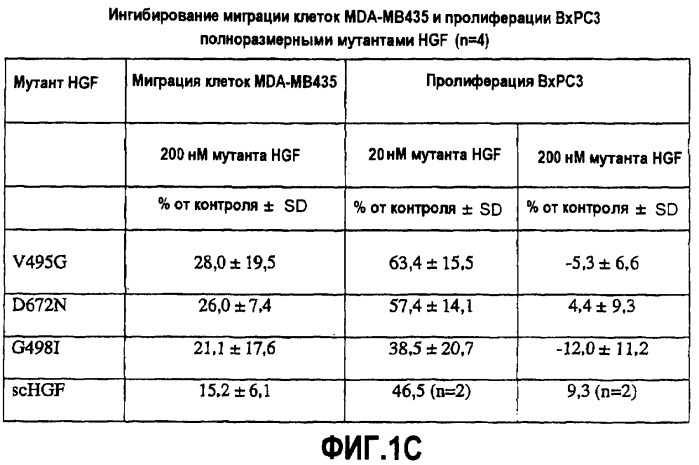 Варианты бета-цепи hgf (патент 2403261)