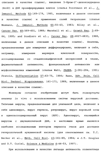 Новый лиганд рецептора цитокина zcytor17 (патент 2360923)