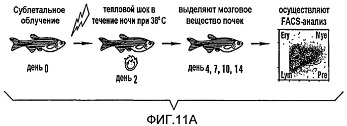 Способ модулирования роста гематопоэтических стволовых клеток (патент 2425876)