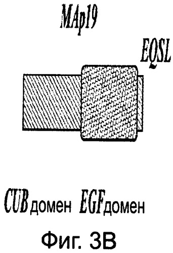 Способ лечения заболеваний, связанных с masp-2-зависимой активацией комплемента (варианты) (патент 2484097)