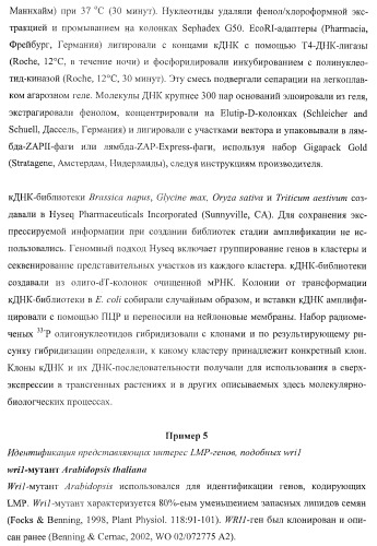 Молекулы нуклеиновых кислот, кодирующие wrinkled1-подобные полипептиды, и способы их применения в растениях (патент 2385347)