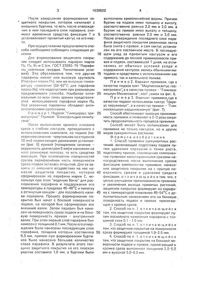 Способ прививки суккулентных растений е.а.ершова (патент 1639500)