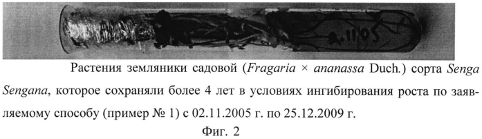 Способ сохранения in vitro растений земляники (fragaria l.) (патент 2564565)