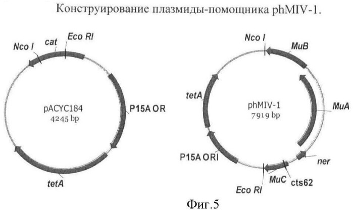 Бактерия семейства enterobacteriaceae - продуцент l-аспарагиновой кислоты или метаболитов, производных l-аспарагиновой кислоты, и способ получения l-аспарагиновой кислоты или метаблитов, производных l-аспарагиновой кислоты (патент 2472853)