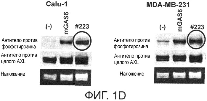 Моноклональные антитела, способные связываться с белком axl, и их применение (патент 2559530)