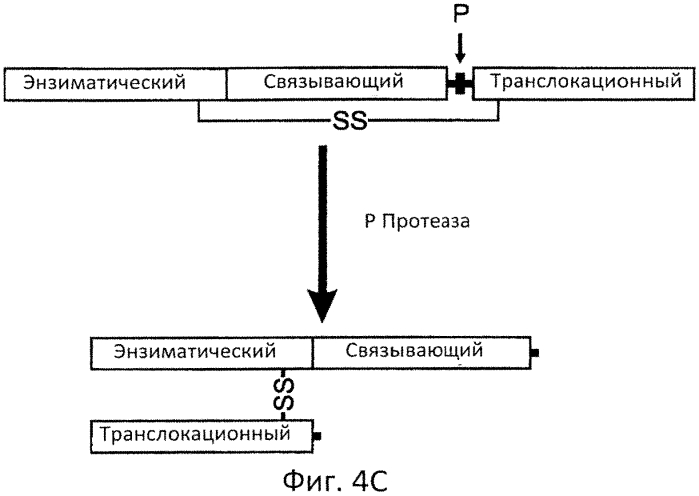 Разрушаемые клостридиальные токсины (патент 2561465)