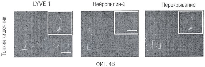 Ингибирование метастазов опухоли антителами против нейропилина-2 (патент 2437677)