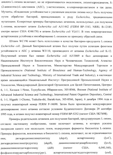 Способ получения l-аминокислоты с использованием бактерии, принадлежащей к роду escherichia (патент 2395579)