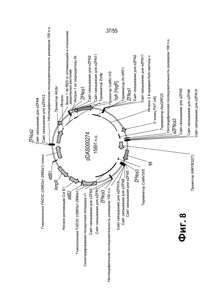 Локусы fad3 для выполнения операций и соответствующие связывающиеся со специфическими сайтами-мишенями белки, способные к вызову направленных разрывов (патент 2665811)