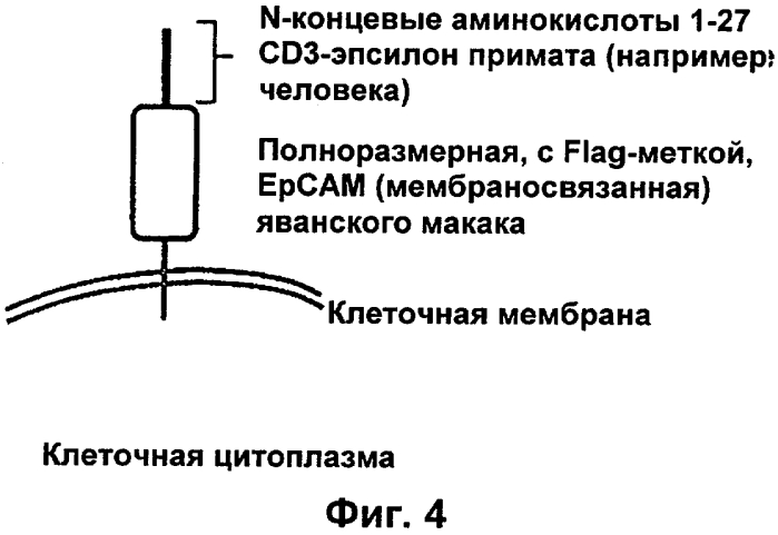 Cd3-эпсилон-связывающий домен с межвидовой специфичностью (патент 2561457)