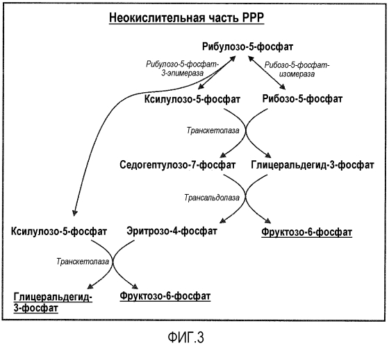 Микроорганизм, экспрессирующий ксилозоизомеразу (патент 2553537)